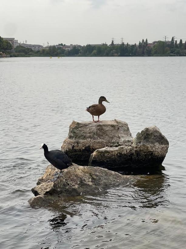 Vue Exceptionnelle Sur Le Lac Créteil Exteriör bild